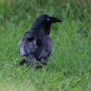 Corvus coronoides at Gordon, ACT - 16 Mar 2022 01:09 PM