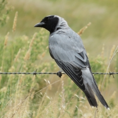 Coracina novaehollandiae (Black-faced Cuckooshrike) at Gordon, ACT - 16 Mar 2022 by RodDeb