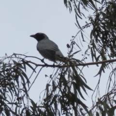 Coracina novaehollandiae at Gordon, ACT - 16 Mar 2022