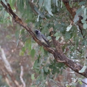 Coracina novaehollandiae at Gordon, ACT - 16 Mar 2022