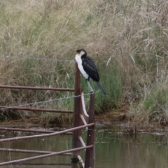 Microcarbo melanoleucos (Little Pied Cormorant) at Gordon, ACT - 16 Mar 2022 by RodDeb