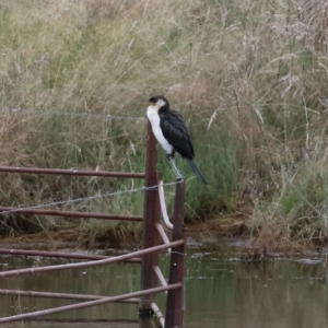 Microcarbo melanoleucos at Gordon, ACT - 16 Mar 2022