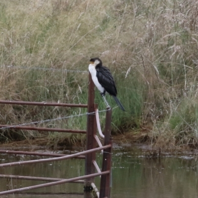 Microcarbo melanoleucos (Little Pied Cormorant) at Lanyon - northern section A.C.T. - 16 Mar 2022 by RodDeb
