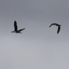 Microcarbo melanoleucos at Gordon, ACT - 16 Mar 2022