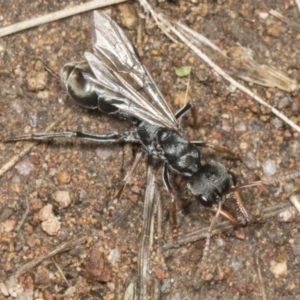 Myrmecia sp., pilosula-group at Molonglo Valley, ACT - 9 Mar 2022 10:52 AM