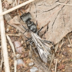 Myrmecia sp., pilosula-group at Molonglo Valley, ACT - 9 Mar 2022