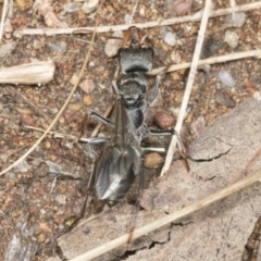 Myrmecia sp., pilosula-group at Molonglo Valley, ACT - 9 Mar 2022 10:52 AM