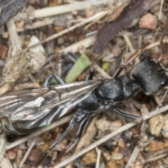 Myrmecia sp., pilosula-group at Molonglo Valley, ACT - 9 Mar 2022 10:52 AM