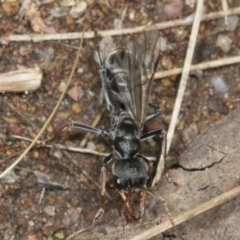 Myrmecia sp., pilosula-group at Molonglo Valley, ACT - 9 Mar 2022 10:52 AM