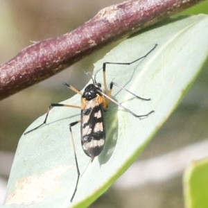 Gynoplistia sp. (genus) at Molonglo Valley, ACT - 9 Mar 2022