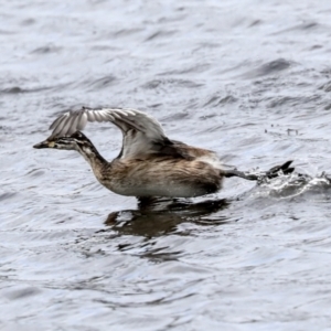 Tachybaptus novaehollandiae at Gungahlin, ACT - 19 Jan 2022