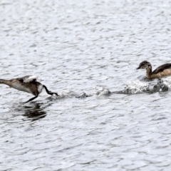 Tachybaptus novaehollandiae at Gungahlin, ACT - 19 Jan 2022