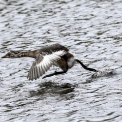 Tachybaptus novaehollandiae at Gungahlin, ACT - 19 Jan 2022