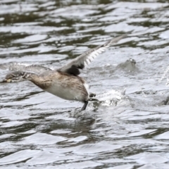 Tachybaptus novaehollandiae at Gungahlin, ACT - 19 Jan 2022