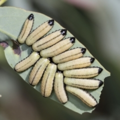 Paropsisterna cloelia (Eucalyptus variegated beetle) at Acton, ACT - 3 Feb 2022 by AlisonMilton