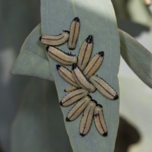 Paropsisterna cloelia at Acton, ACT - 4 Feb 2022 08:12 AM