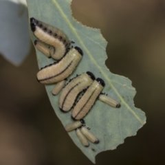 Paropsisterna cloelia at Acton, ACT - 4 Feb 2022 08:12 AM