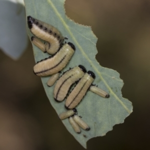 Paropsisterna cloelia at Acton, ACT - 4 Feb 2022