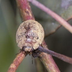 Trachymela sp. (genus) (Brown button beetle) at Acton, ACT - 3 Feb 2022 by AlisonMilton