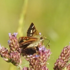 Dispar compacta (Barred Skipper) at Araluen, NSW - 19 Feb 2022 by Liam.m