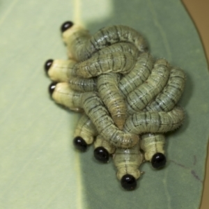 Pseudoperga sp. (genus) at Acton, ACT - 4 Feb 2022