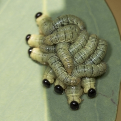 Pseudoperga sp. (genus) (Sawfly, Spitfire) at Acton, ACT - 4 Feb 2022 by AlisonMilton