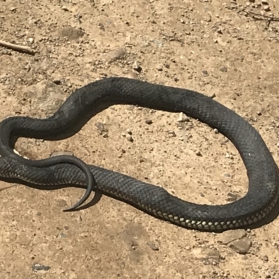 Austrelaps ramsayi (Highlands Copperhead) at Kosciuszko National Park - 12 Mar 2022 by Tapirlord