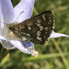 Atkinsia dominula (Two-brand grass-skipper) at Kosciuszko National Park - 12 Mar 2022 by Tapirlord