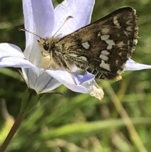 Atkinsia dominula at Tantangara, NSW - suppressed