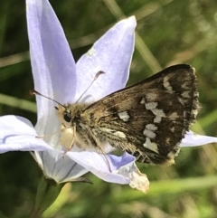 Atkinsia dominula at Tantangara, NSW - 12 Mar 2022