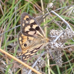 Heteronympha penelope at Cook, ACT - 16 Mar 2022 09:11 AM