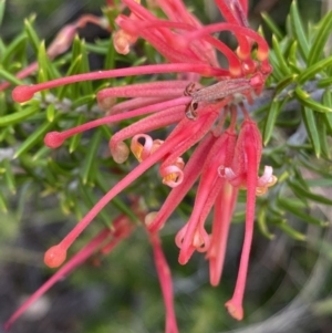 Grevillea juniperina subsp. fortis at O'Malley, ACT - 4 Mar 2022 06:18 PM