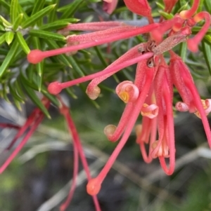 Grevillea juniperina subsp. fortis at O'Malley, ACT - 4 Mar 2022 06:18 PM