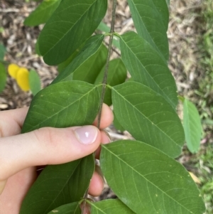 Robinia pseudoacacia at O'Malley, ACT - 4 Mar 2022 06:05 PM