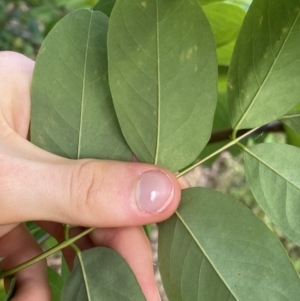 Robinia pseudoacacia at O'Malley, ACT - 4 Mar 2022