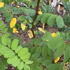 Robinia pseudoacacia at O'Malley, ACT - 4 Mar 2022