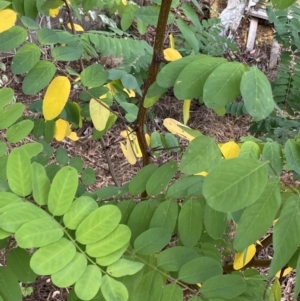 Robinia pseudoacacia at O'Malley, ACT - 4 Mar 2022