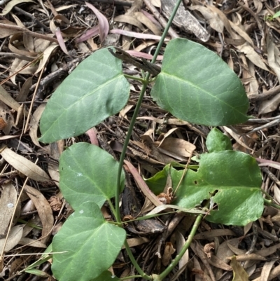 Araujia sericifera (Moth Plant) at O'Malley, ACT - 4 Mar 2022 by Ned_Johnston