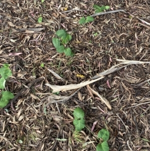 Araujia sericifera at O'Malley, ACT - 4 Mar 2022