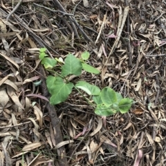 Araujia sericifera at O'Malley, ACT - 4 Mar 2022