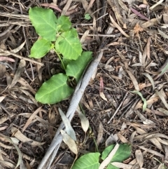 Araujia sericifera at O'Malley, ACT - 4 Mar 2022