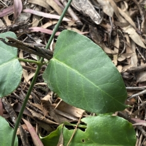 Araujia sericifera at O'Malley, ACT - 4 Mar 2022