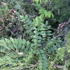 Robinia pseudoacacia (Black Locust) at O'Malley, ACT - 4 Mar 2022 by NedJohnston