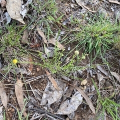 Calotis lappulacea (Yellow Burr Daisy) at O'Malley, ACT - 4 Mar 2022 by NedJohnston