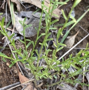 Calotis lappulacea at O'Malley, ACT - 4 Mar 2022 05:56 PM