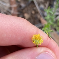 Calotis lappulacea at O'Malley, ACT - 4 Mar 2022 05:56 PM