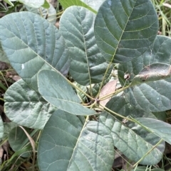 Cotinus coggygria at O'Malley, ACT - 4 Mar 2022