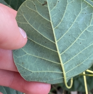 Cotinus coggygria at O'Malley, ACT - 4 Mar 2022