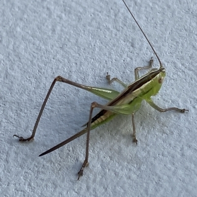 Conocephalus semivittatus (Meadow katydid) at O'Connor, ACT - 3 Mar 2022 by NedJohnston