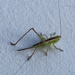 Conocephalus semivittatus at O'Connor, ACT - 3 Mar 2022